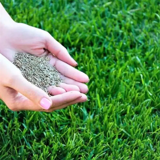 Grass Seeds Hybrid Best For Your Beautiful Home Gardening (Pack Of 100 seeds) (Pack of 2)